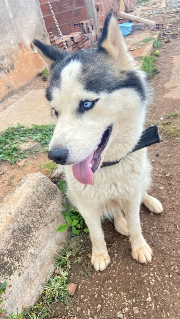 Lindo Husky Siberiano