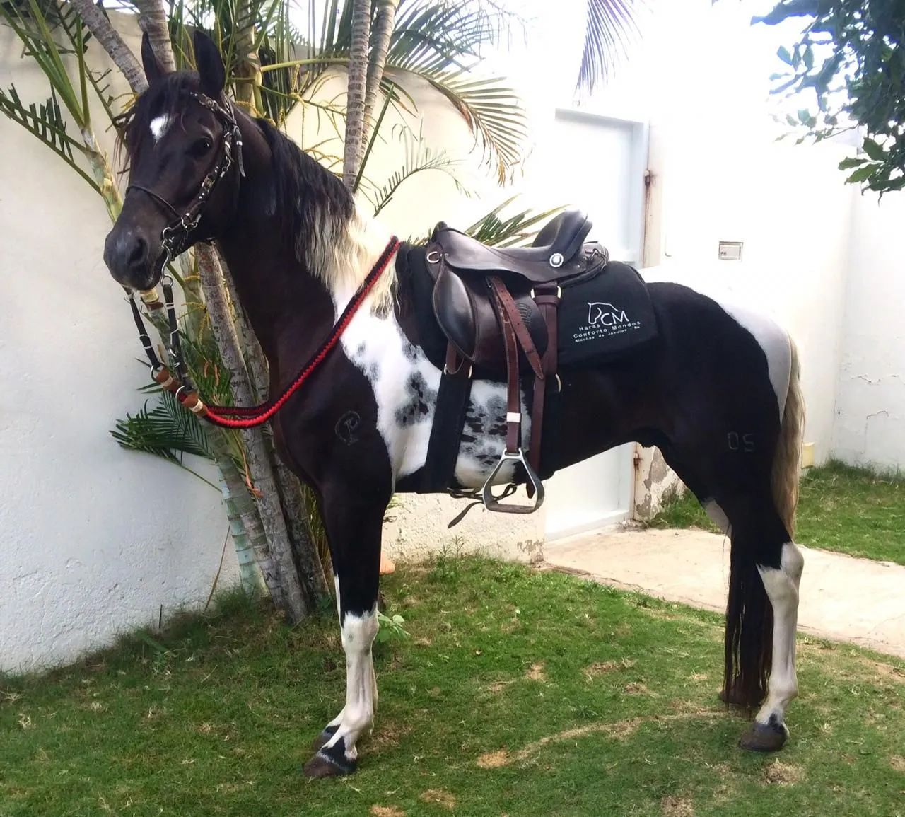 Cavalo Pampa de Preto (Homozigoto) - Foto 4