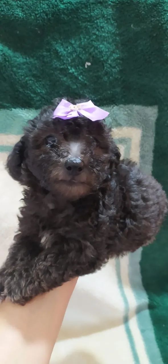 4. Machos e fêmeas de Poodle Toy - pequeno porte, ideal para apartamento!