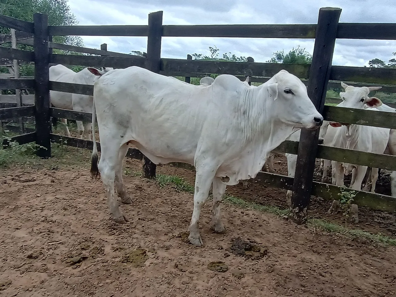 Vacas nelore