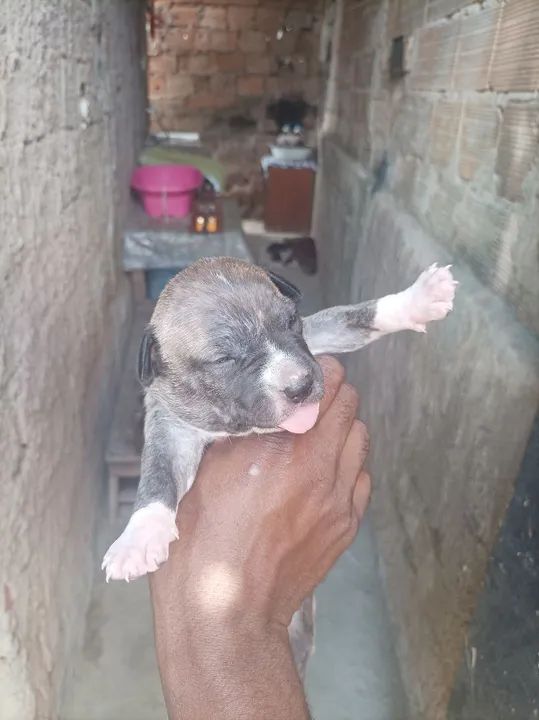 Filhote Pitbull - Foto 5