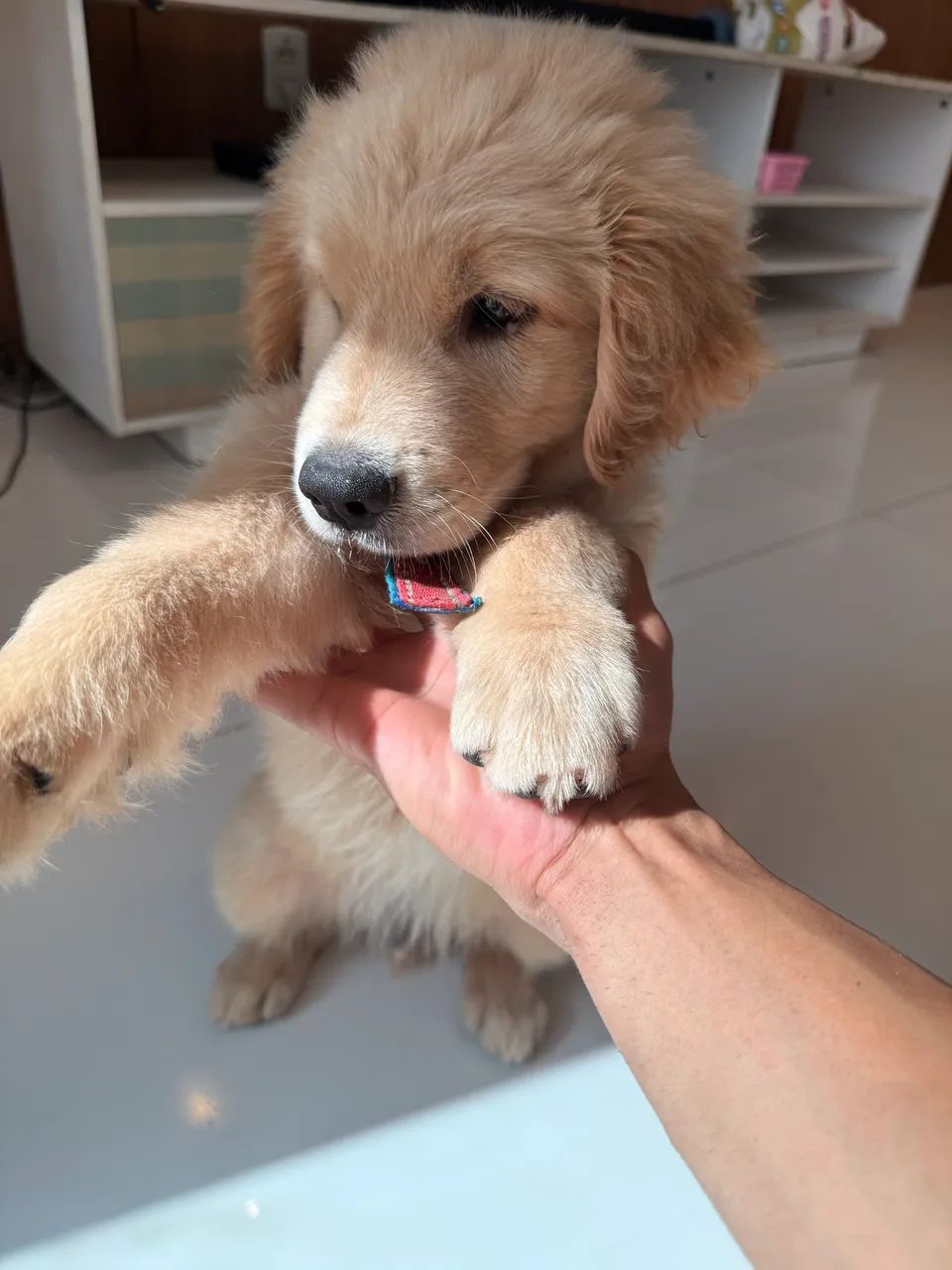 Goldem retriever 3 meses R$ 1.800 - Foto 5