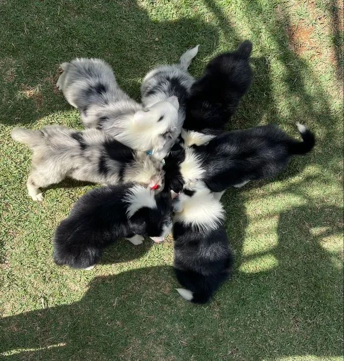 Filhotes de Border Collie -Envio para todo Brasil  Triunfo Kennel - Foto 4