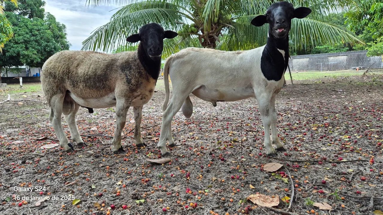 Vendo carneiros da raça Dorper PO (puro de origem) e 3/4
