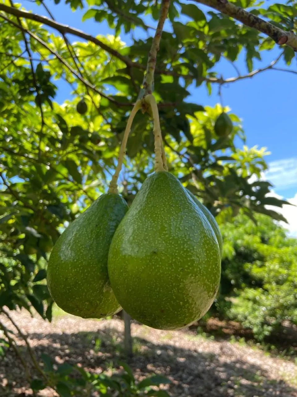 ENXERTADO: ABACATE MANTEIGA, FRUTÍFERAS, PARA VASOS  - Foto 2