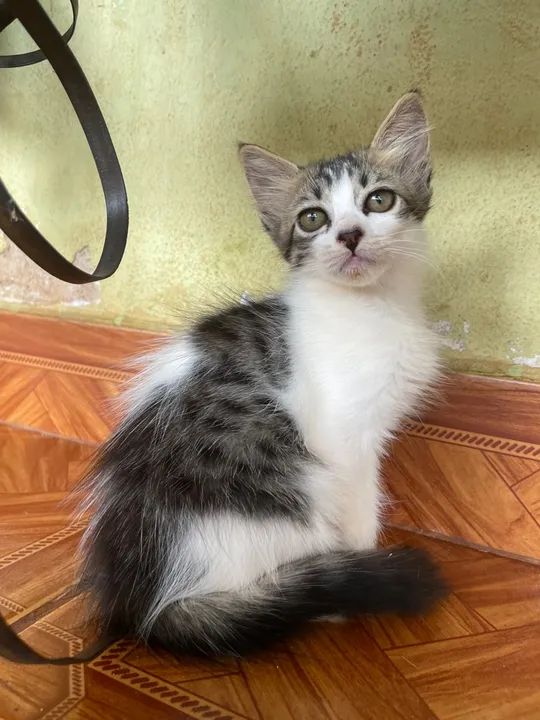 Gatinha para Adoção
