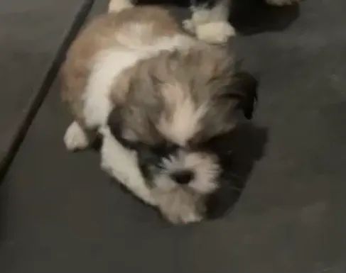 Shitszu Fêmea é Macho  - Foto 4