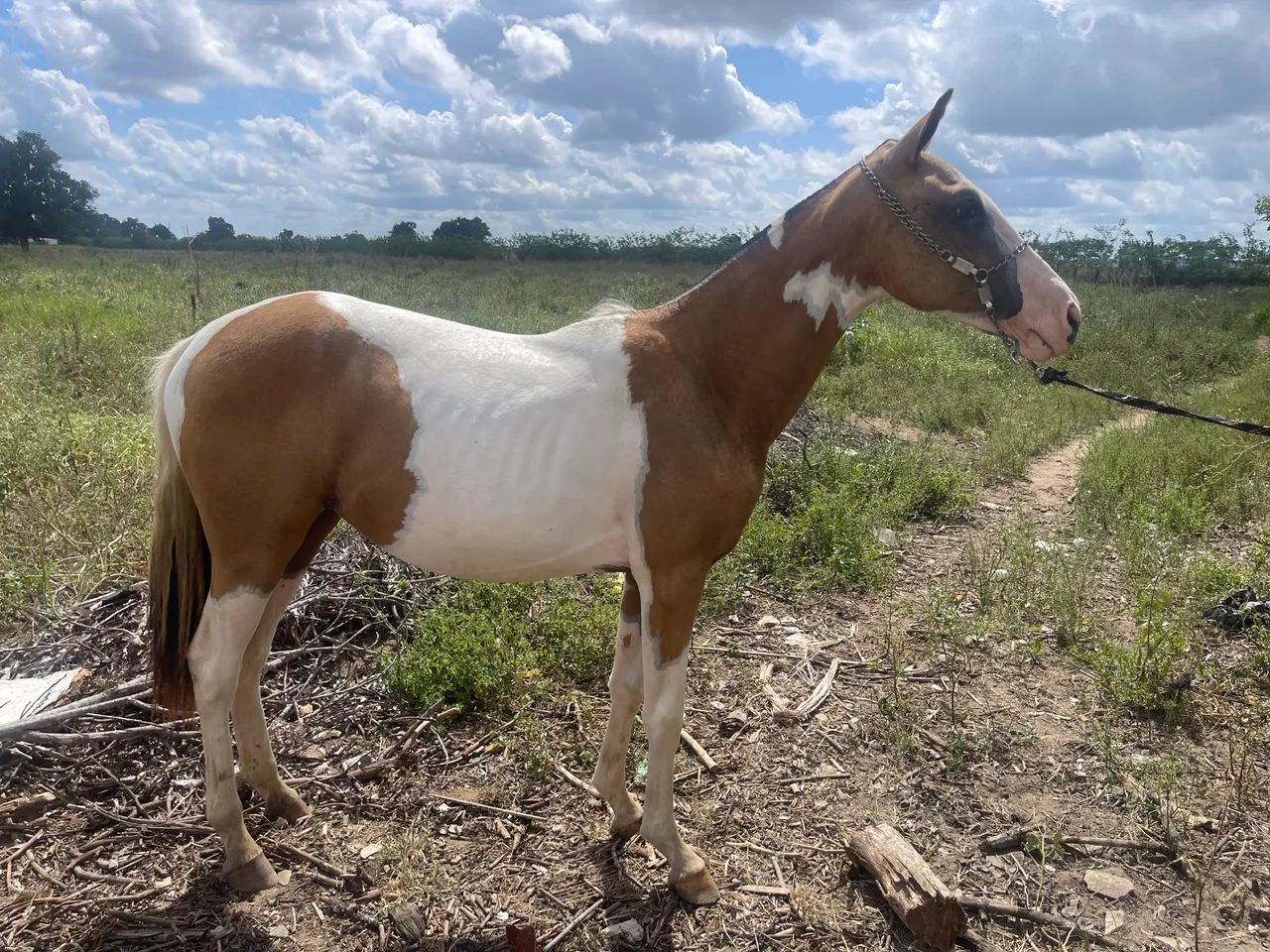 Potra magalarga top  - Foto 2