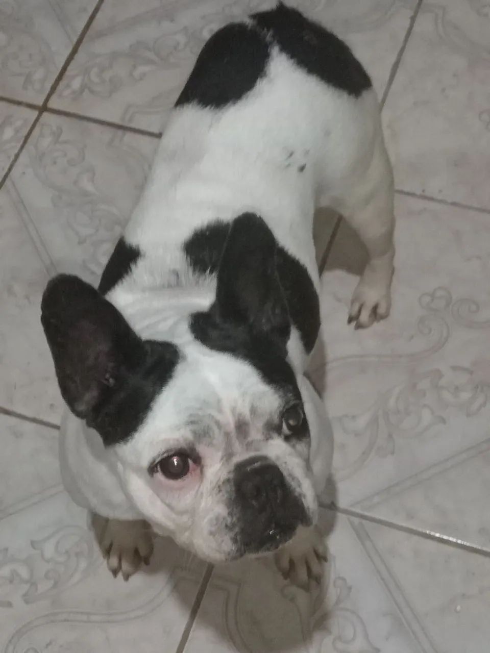 Bulldog fêmea Microchipada venda  - Foto 5