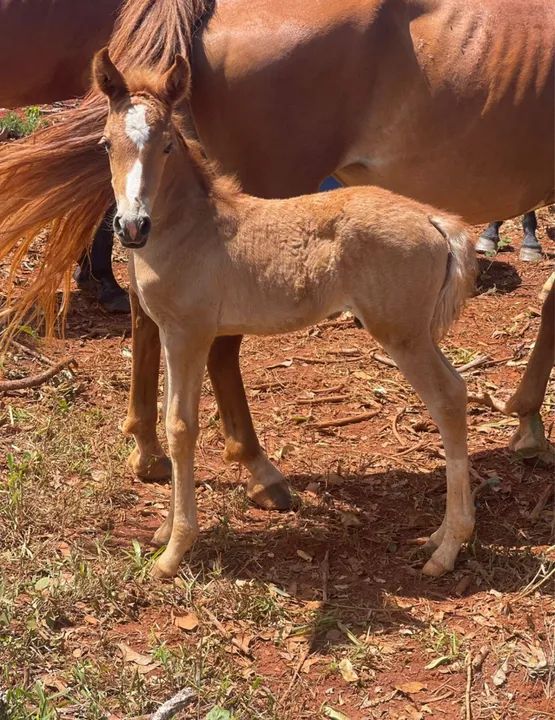 Egua Mangalarga Marchador registrada  - Foto 2