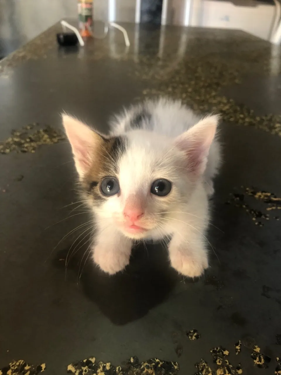 Gatinho Macho filhote fofo DOAÇÃO