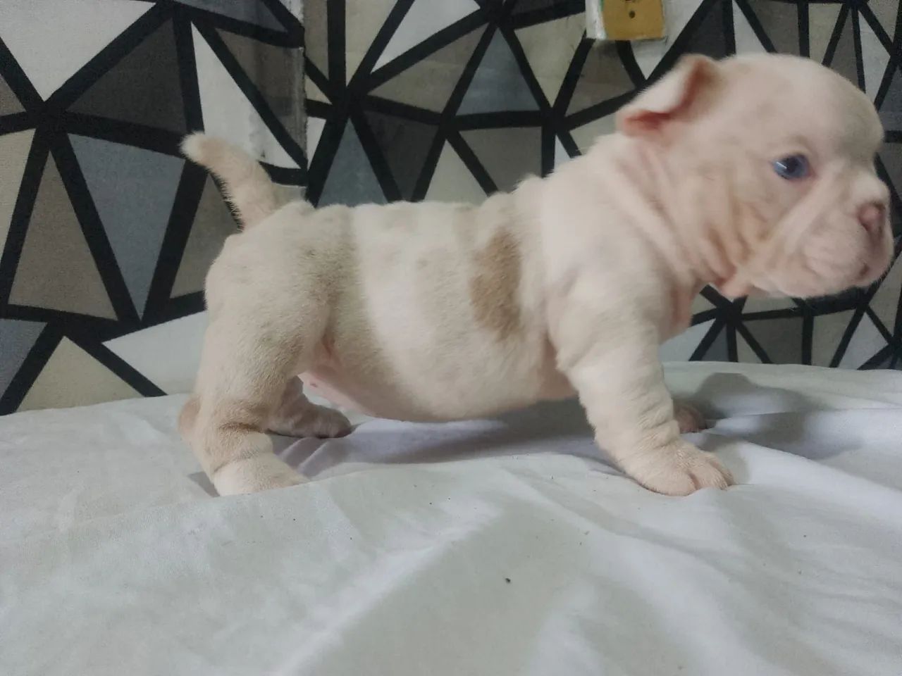 American Bully micro  - Foto 4