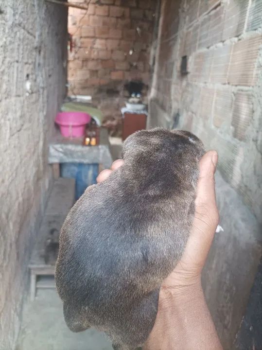 Filhote Pitbull - Foto 3