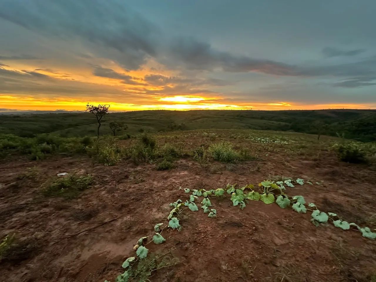 ARRENDO 10HEC PRA GADO OU IRRIGAÇÃO, EM LAGAMAR!! - Foto 2