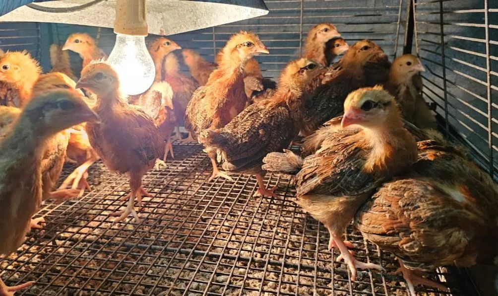 POEDEIRAS EMBRAPA 051