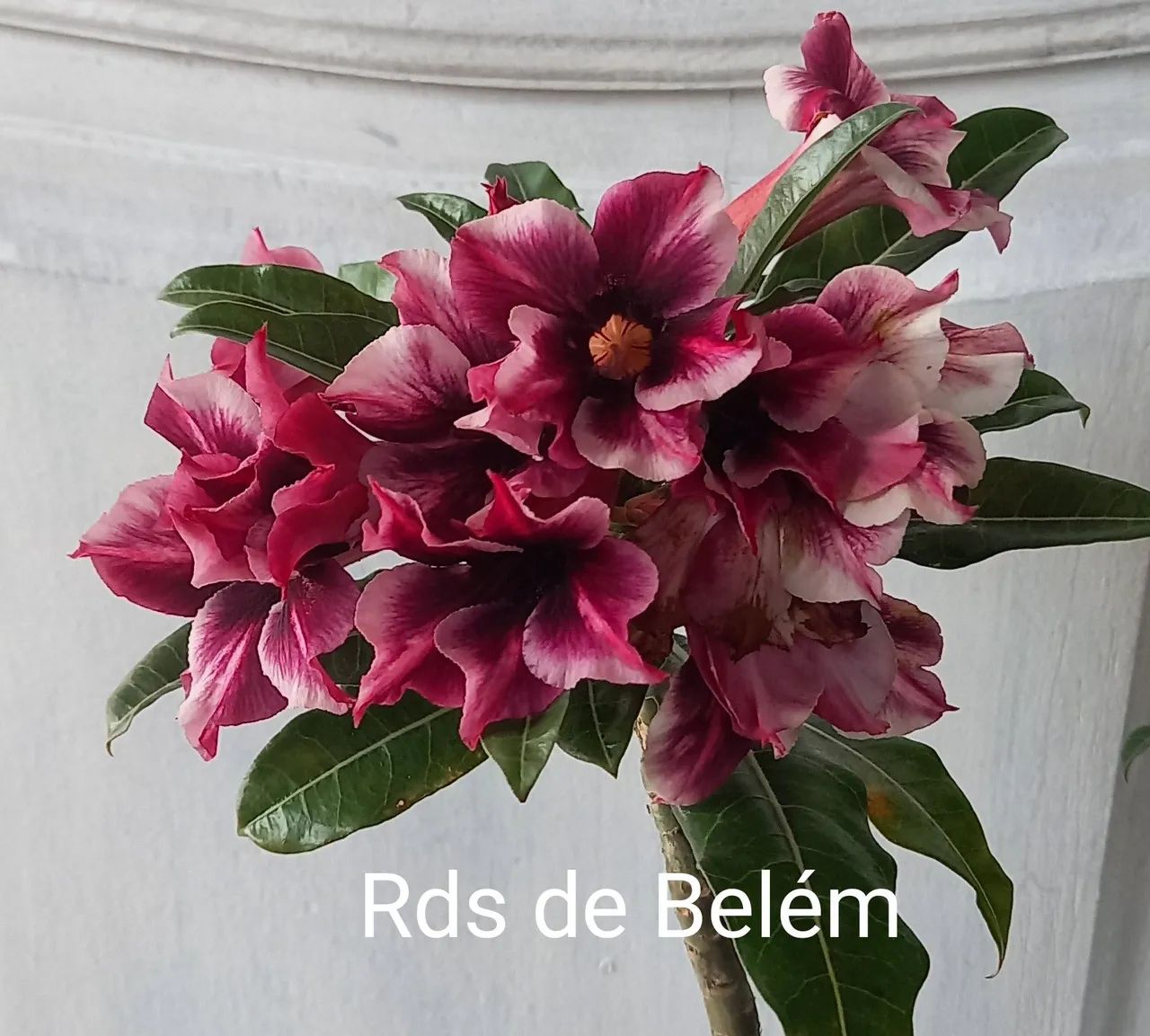 Rosa d d buque e perfumada(d galho)30 cm - Foto 3