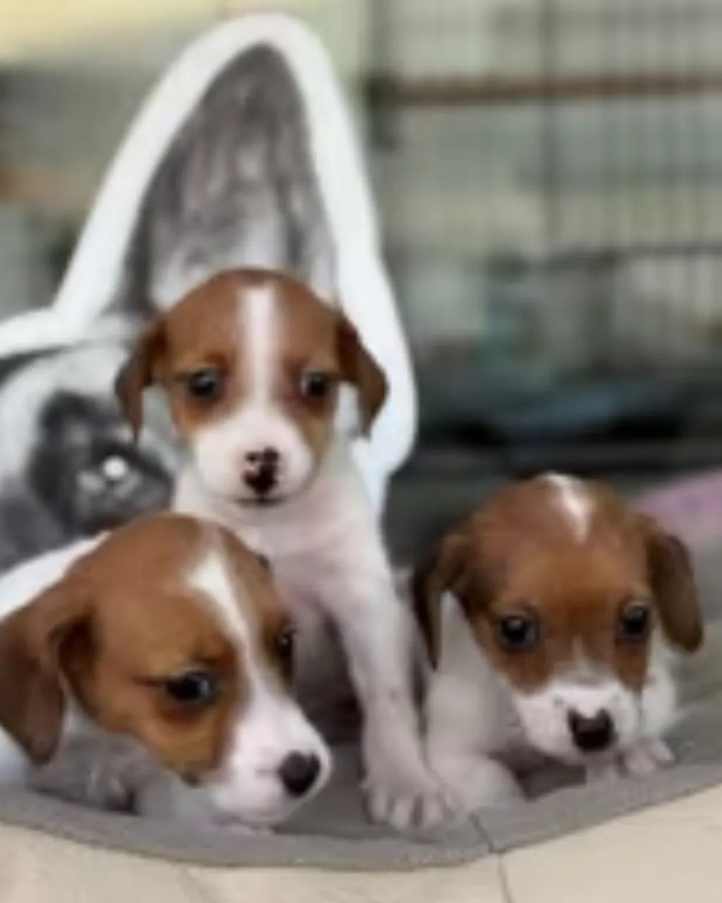 Jack Russell: Compacto, Corajoso e Fiel!