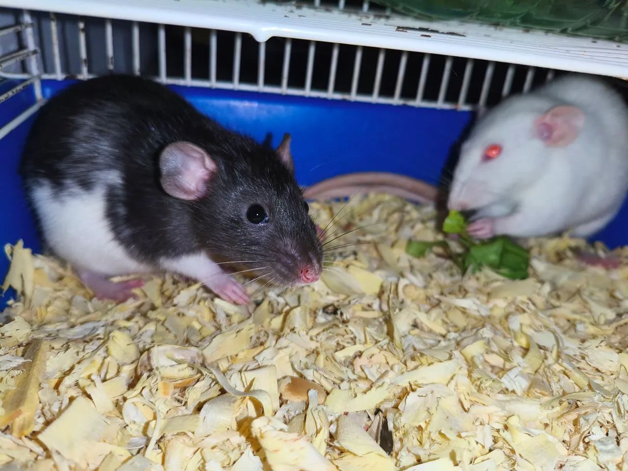 Rato twister  - Foto 4