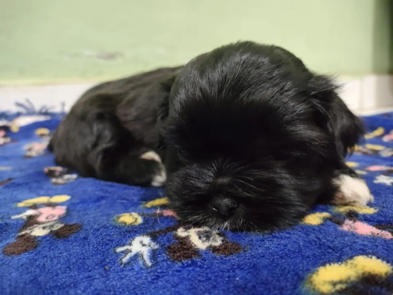 Cachorro 