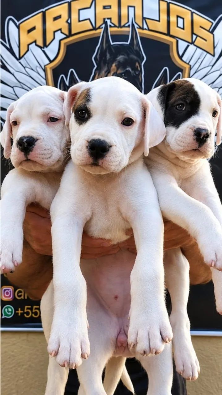 DOGO ARGENTINO PEDIGREE 