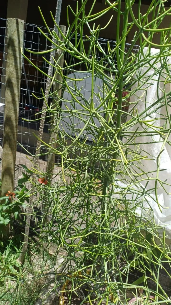 Muda de Bambu chinês - Foto 5