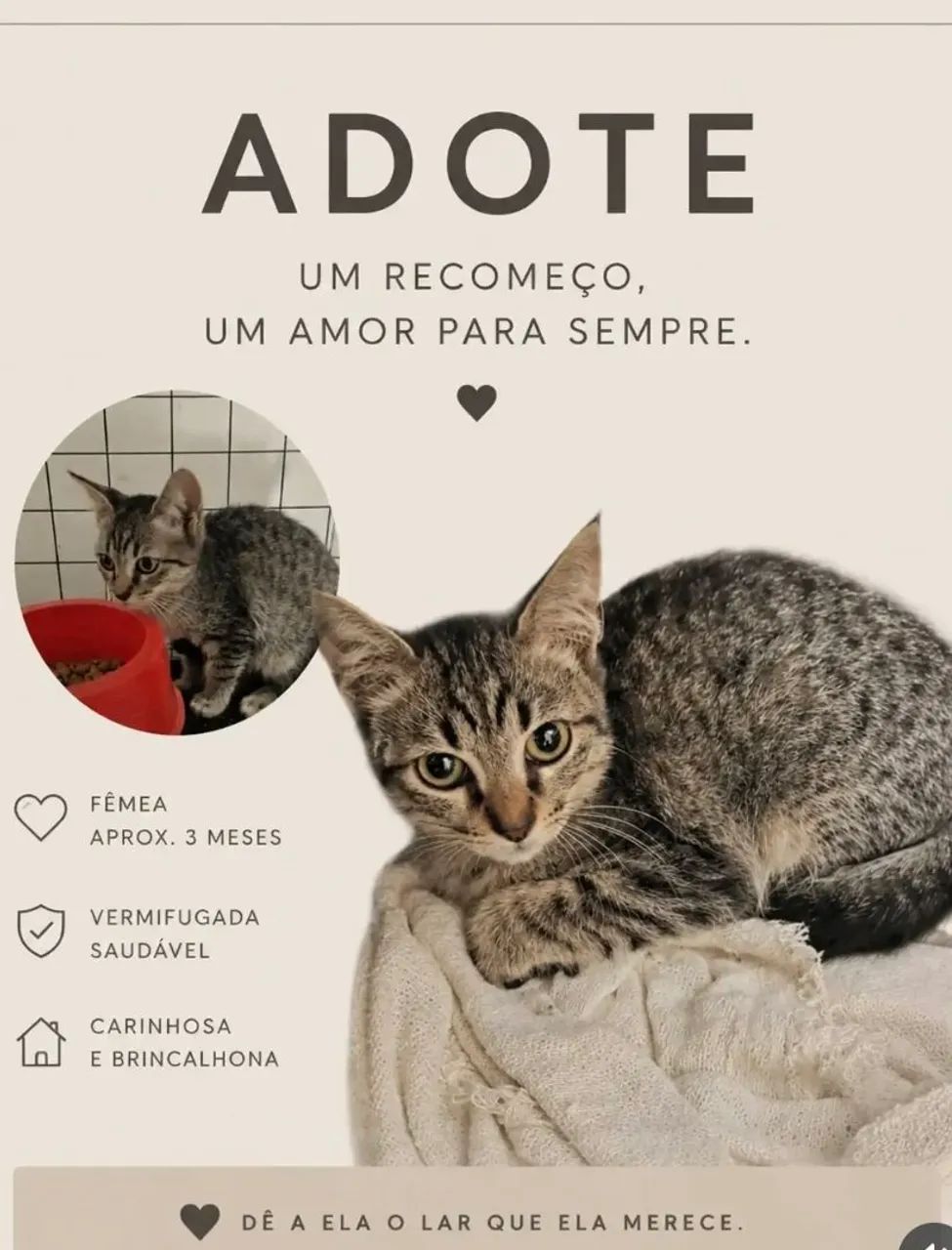 Gato