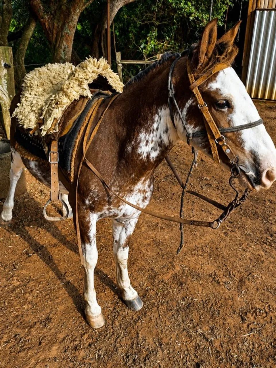 Oportunidade, Cavalo Crioulo linda pelagem rara, Oveiro, excelente de laço, manso - Foto 3