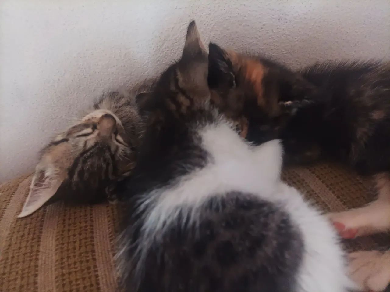 Gatas em ADOÇÃO  - Foto 5