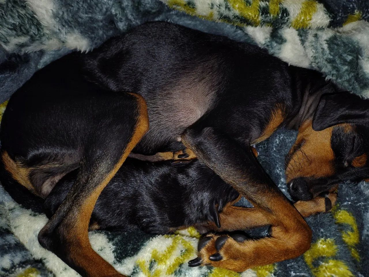 Pinscher  - Foto 2