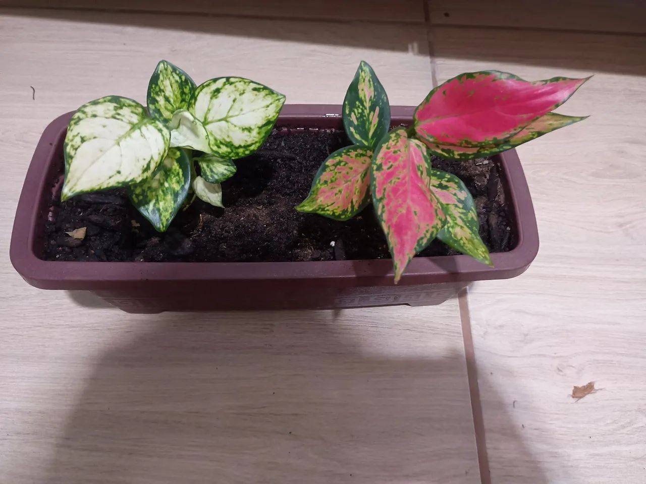 Aglaonemas  - Foto 2