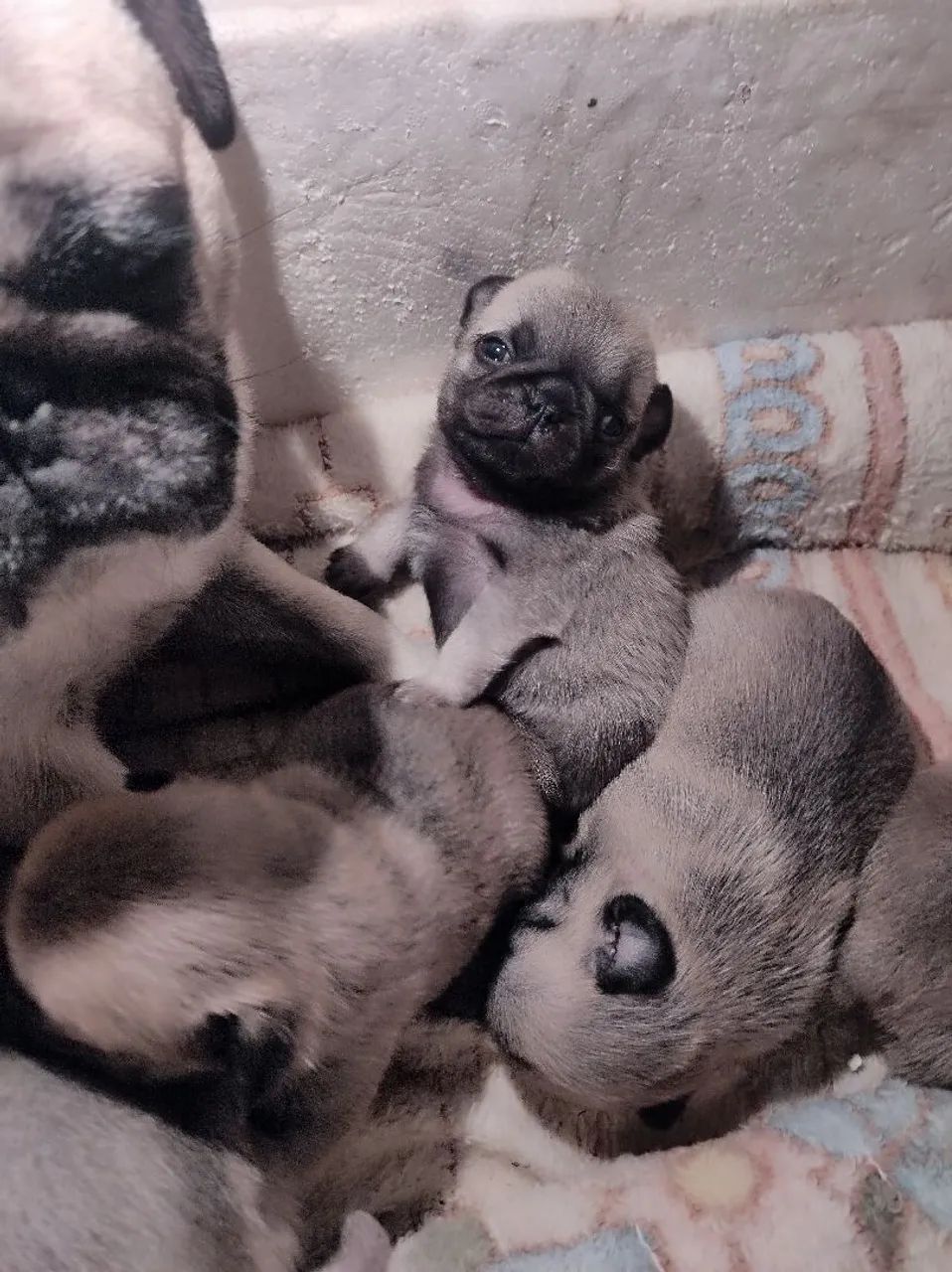Pug macho  - Foto 2