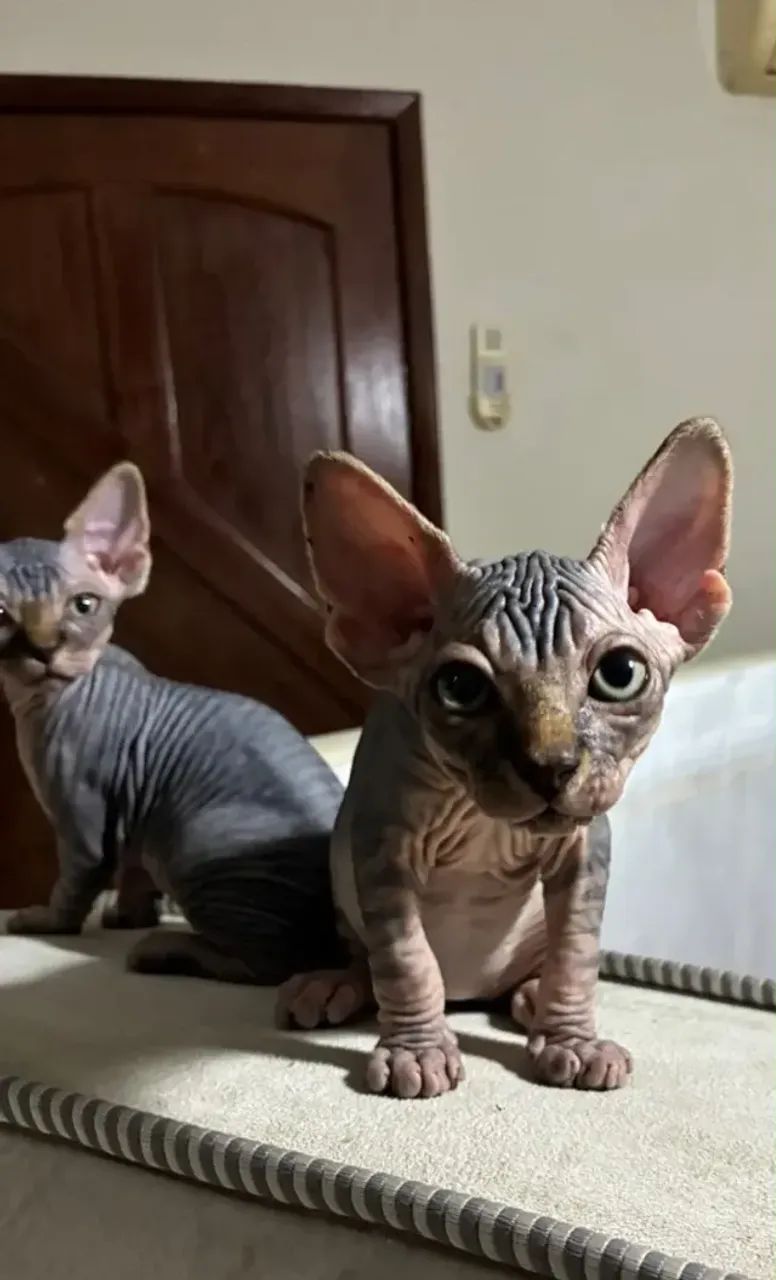 Gato sphynx * - Foto 3