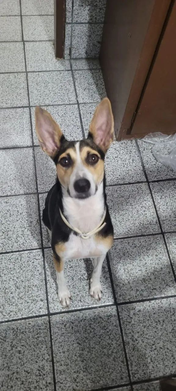 Cachorro para adoção responsável  - Foto 2