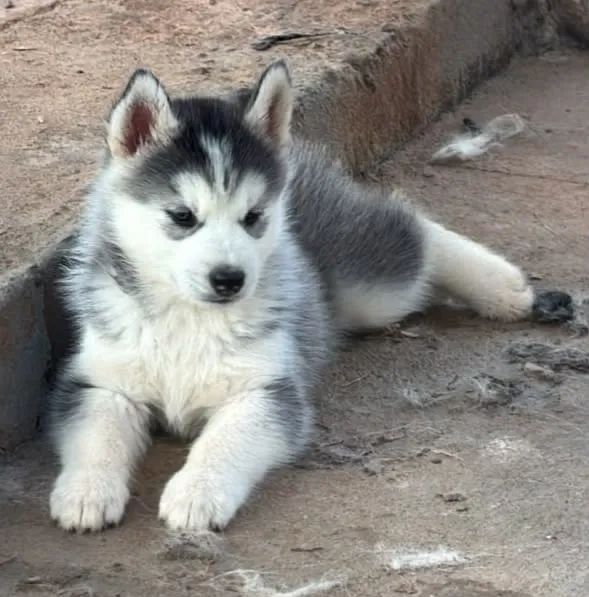 Husky siberiano
