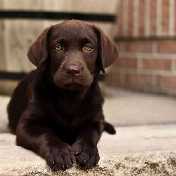 Labrador de Excelente Padrão ?