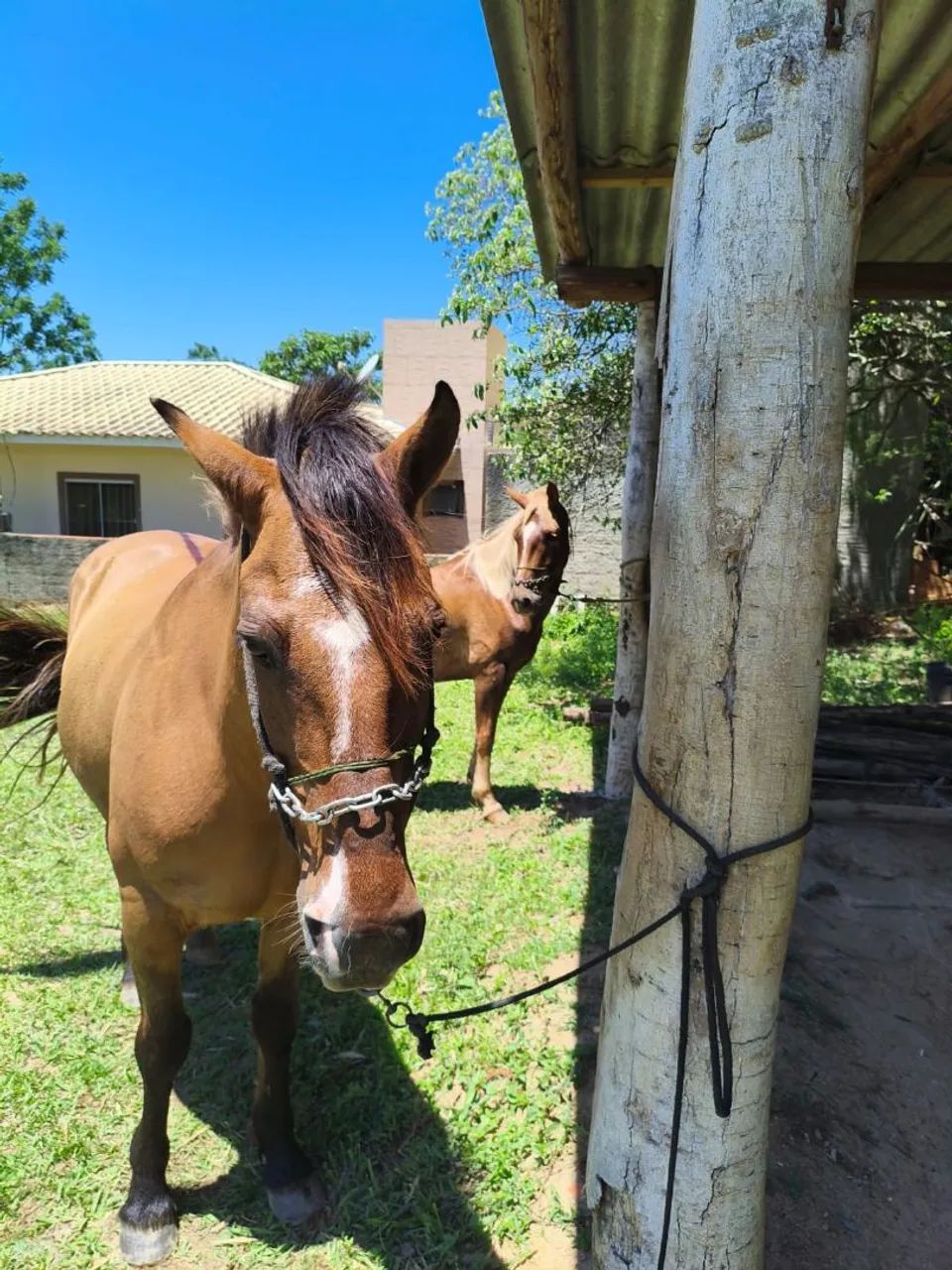 Cavalo Crioulo - Foto 2