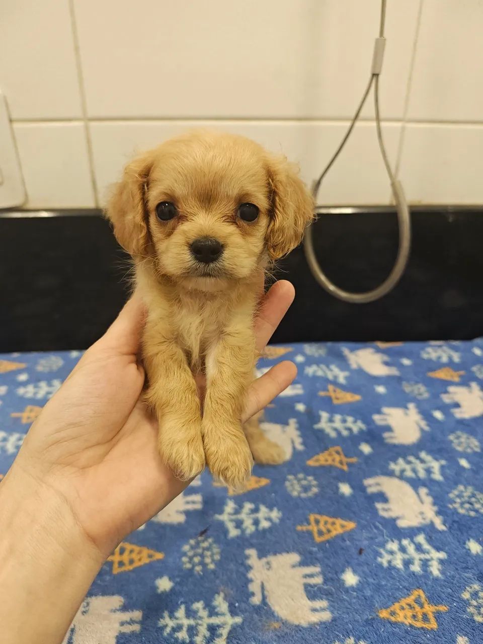 Lindos filhotes de Cavapoo machos na cor Creme  - Foto 3