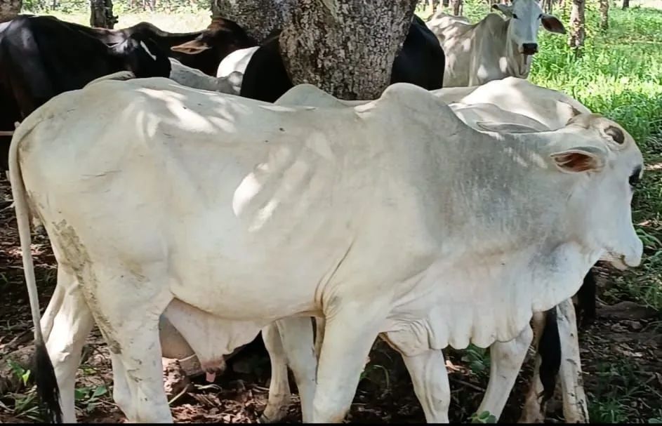 10 Bois e 02 Bezerros de Apartação  - Foto 3