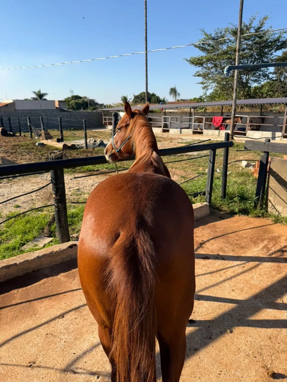 Cavalo  - Foto 5