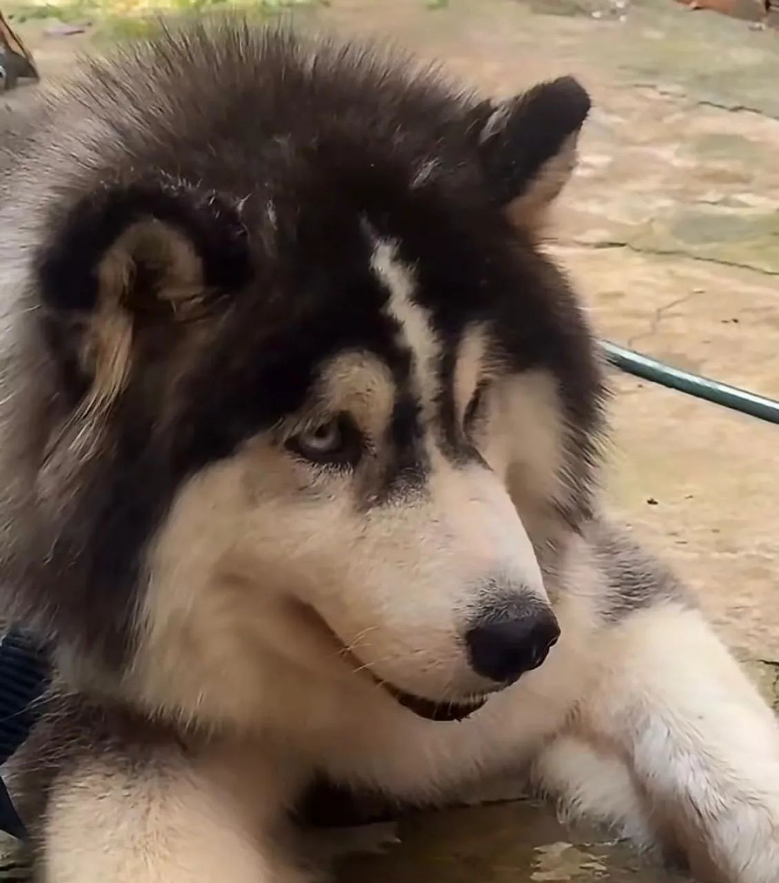 Husky 