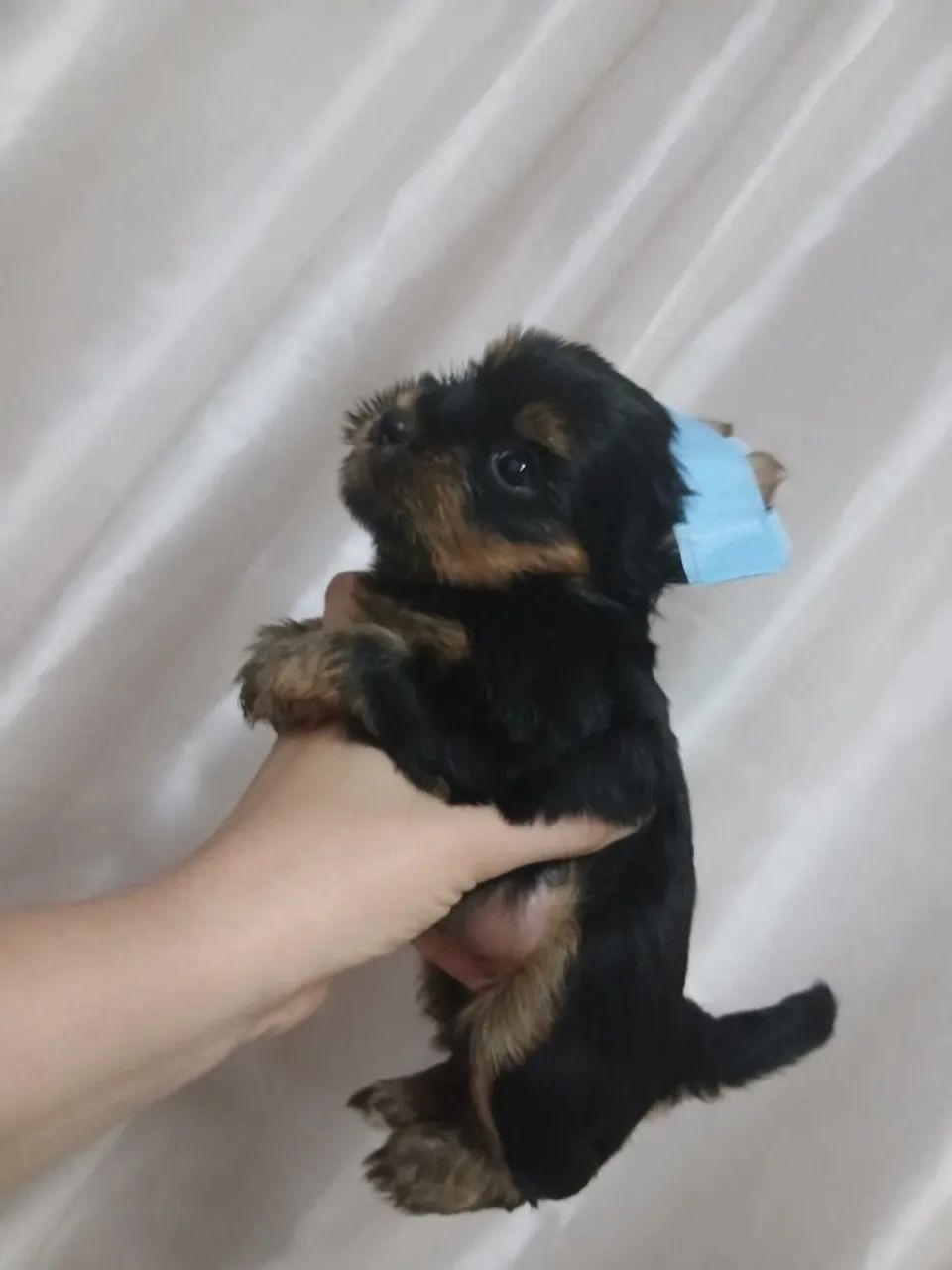 Yorkshire Terrier macho - Foto 3