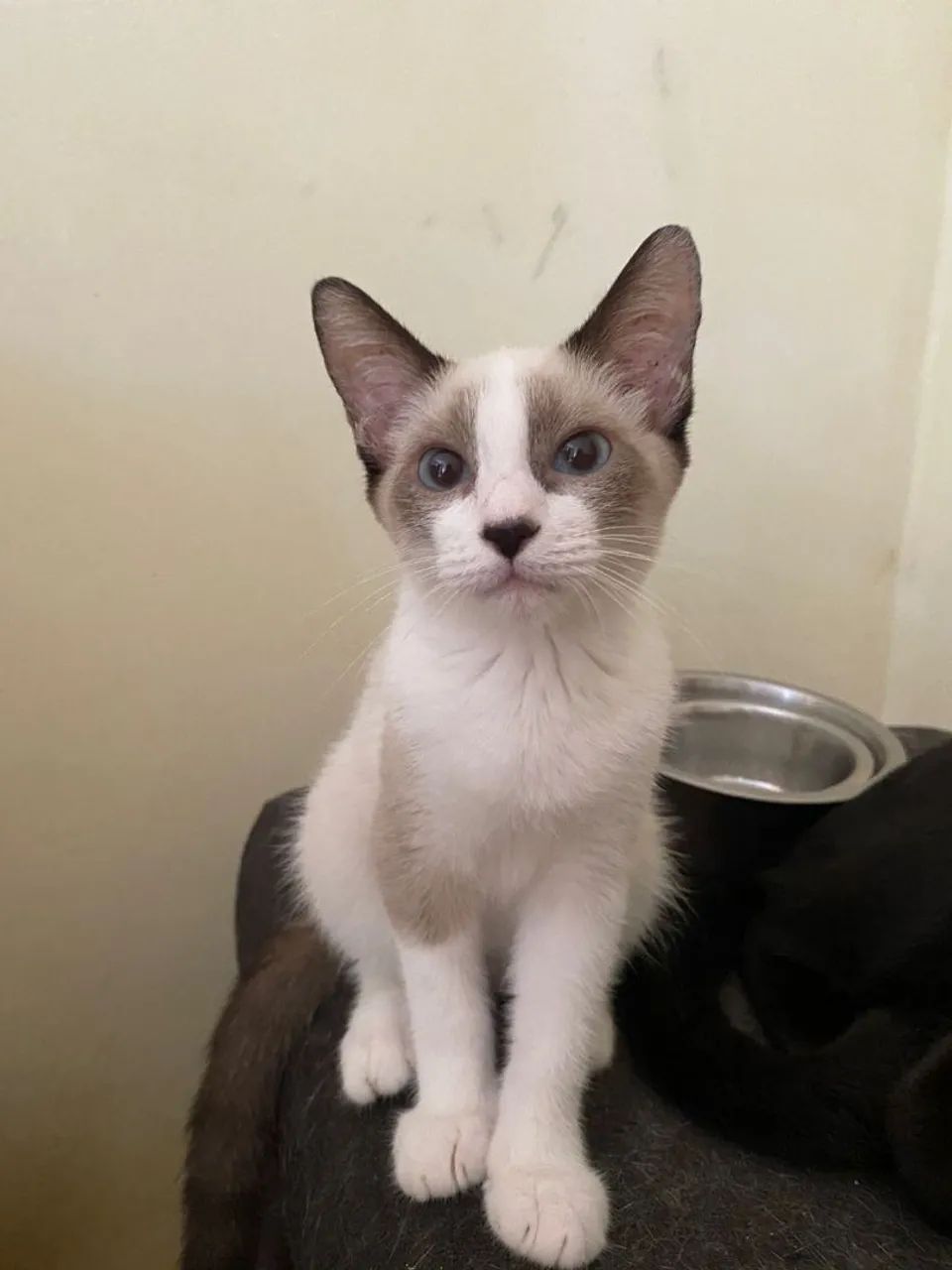 Filhote para adoção 