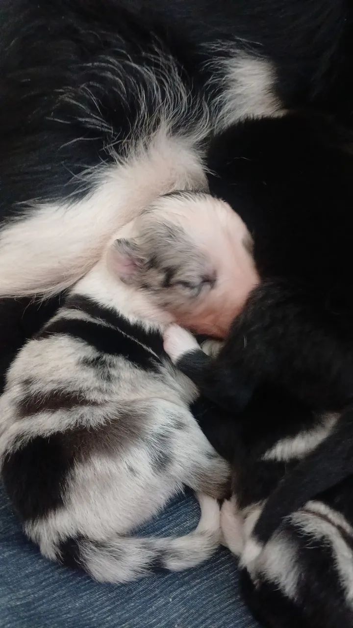 FILHOTE DE BORDER COLLIE 