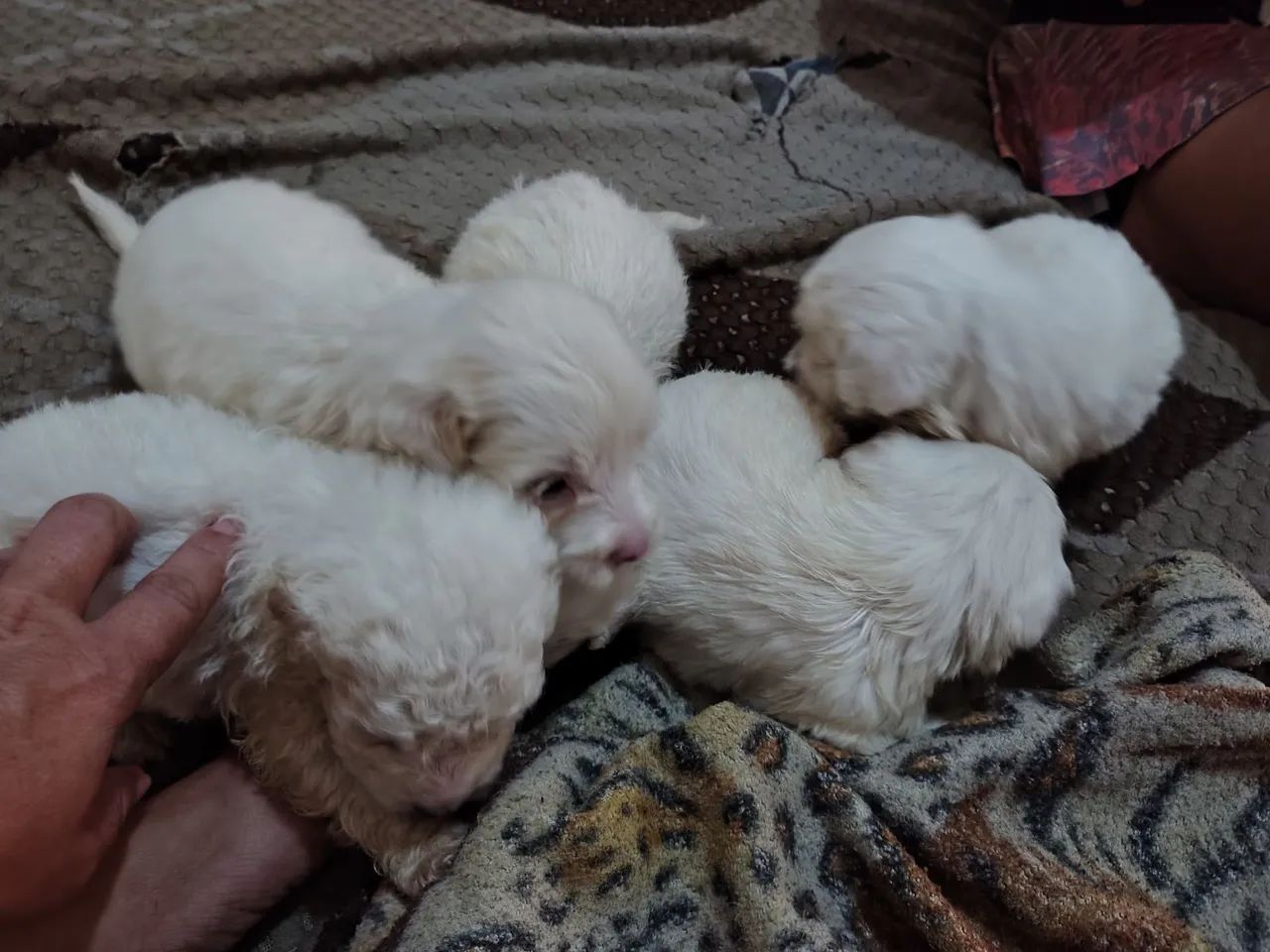 Filhote de poodle  - Foto 4