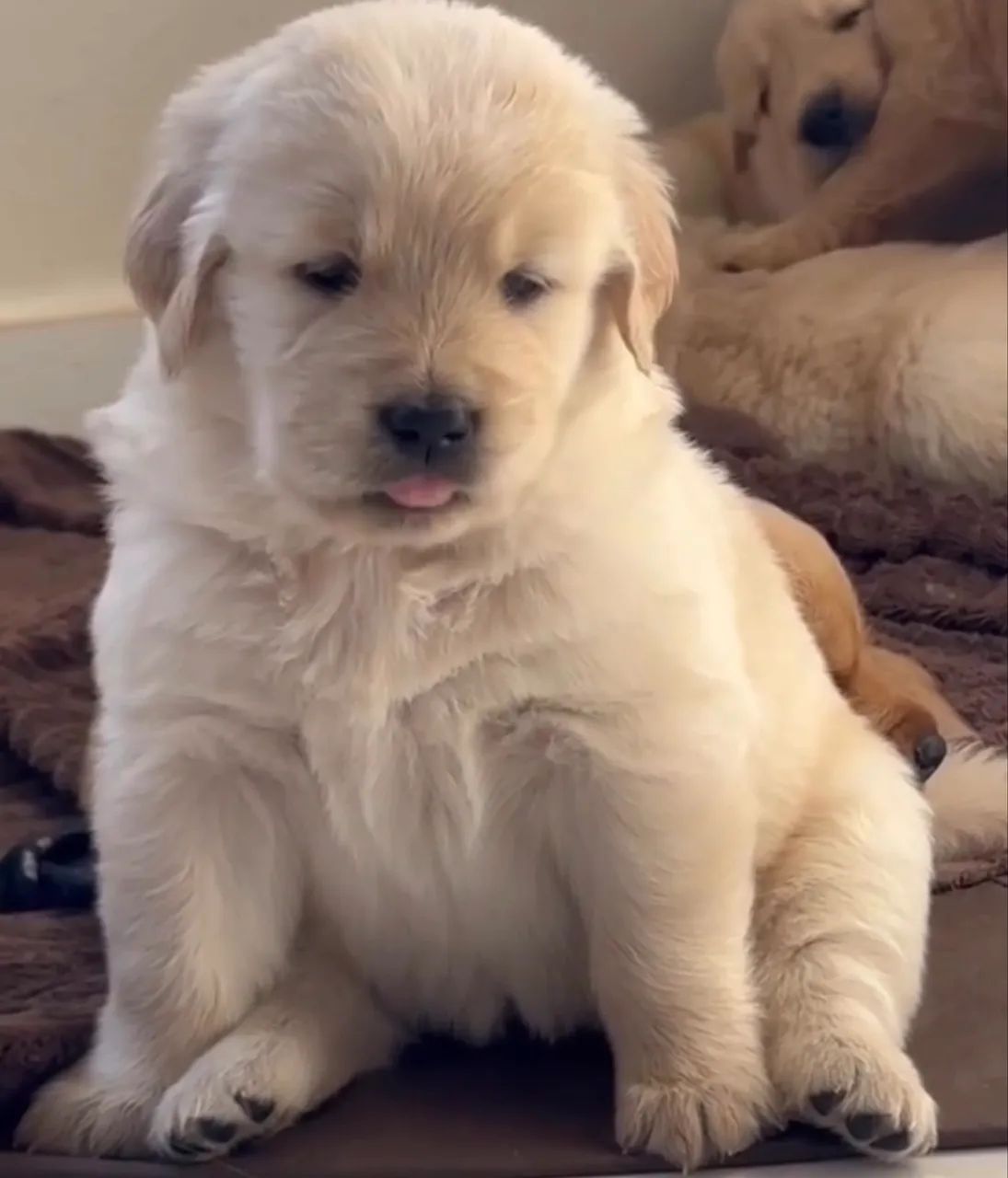 Golden Retriever com Microchip e Pedigree - Foto 2