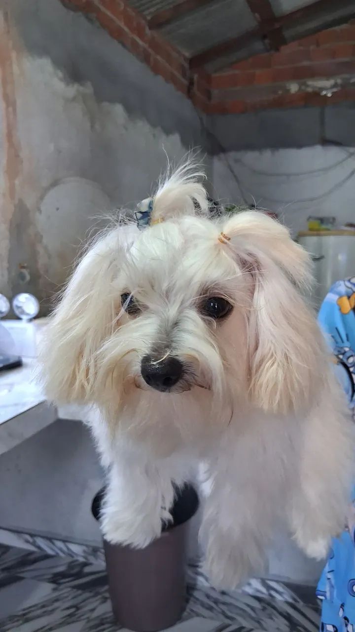 vende-se maltês mini - Foto 5