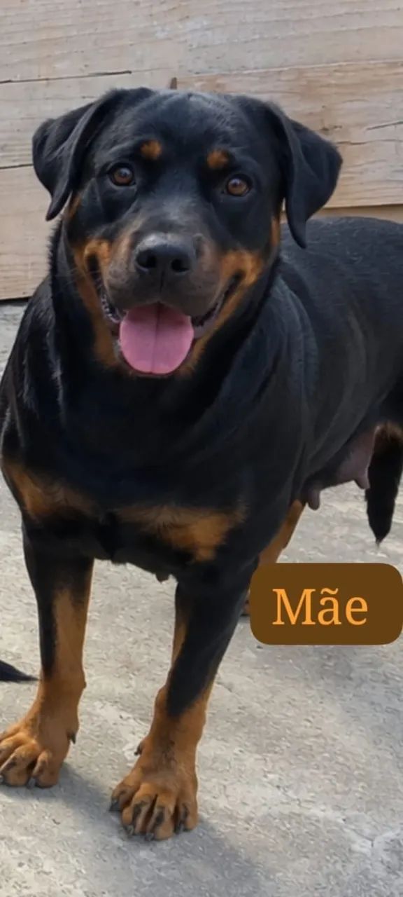 Filhote de rottweiler - Foto 2