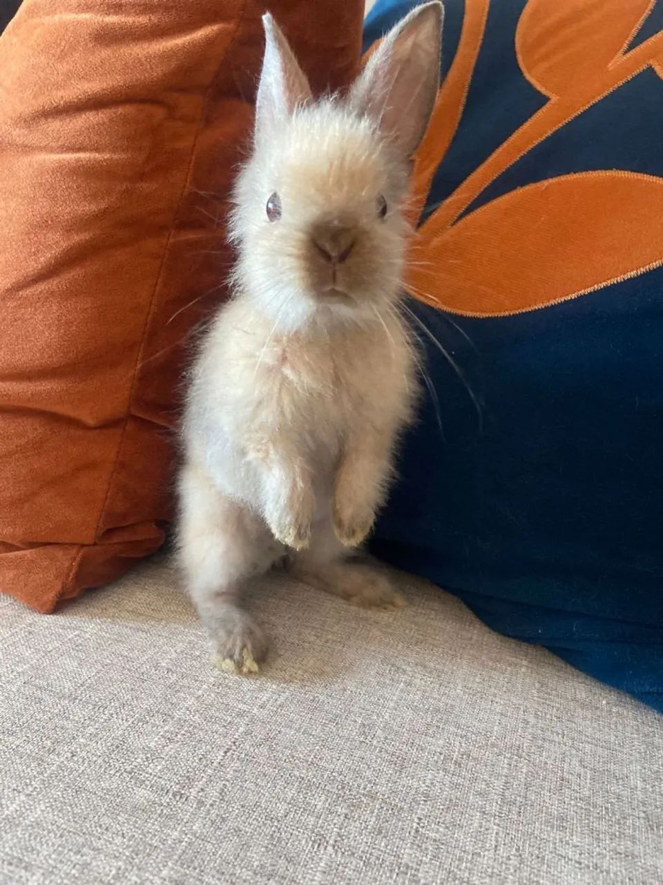 Filhotes de Coelho  - Foto 3