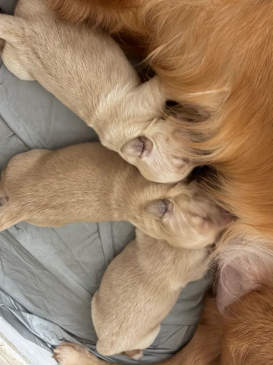Filhotes de golden retriever