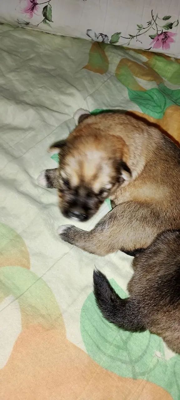  filhotes de Pets 100,00 - Foto 2